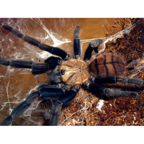 Chilobrachys fimbriatus – ptasznik indyjski pasiasty, zdjęcie 3