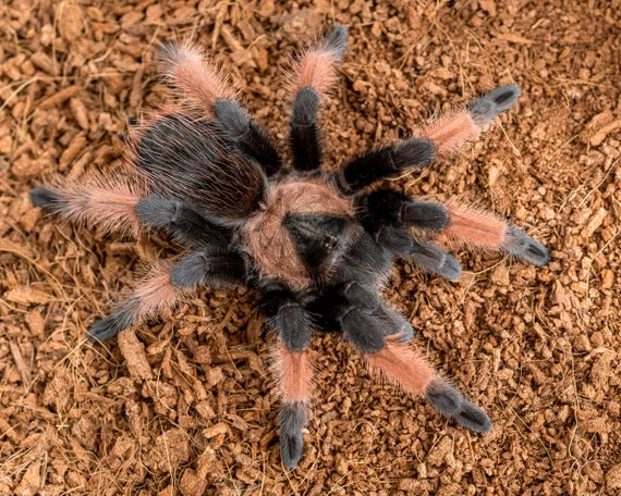 Brachypelma emilia – ptasznik meksykański pomarańczowo-czerwony, zdjęcie 5