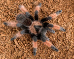 Brachypelma emilia – ptasznik meksykański pomarańczowo-czerwony, zdjęcie 5