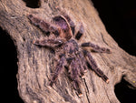 Avicularia juruensis M2 – ptasznik purpurowy z różowymi palcami, zdjęcie 2