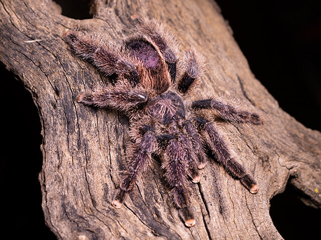 Avicularia juruensis M2 – ptasznik purpurowy z różowymi palcami, zdjęcie 2