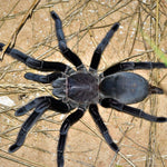 Chilobrachys sp. Kaeng Krachan – ptasznik kaeng krachan, zdjęcie 4