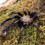 Ephebopus murinus – mężec szkieletowy, zdjęcie 4