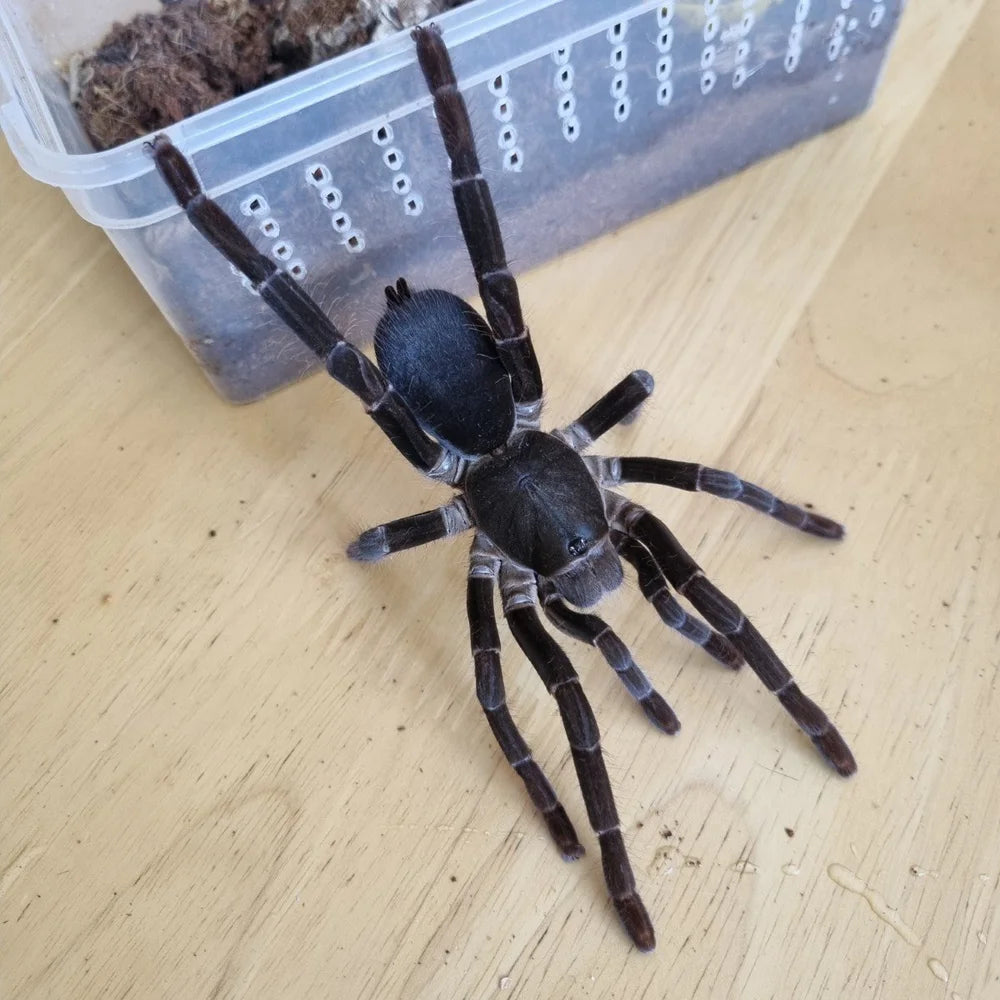 Hysterocrates gigas – ptasznik kameruński olbrzymi, zdjęcie 8