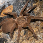 Chilobrachys huahini – ptasznik tajski czarny, zdjęcie 7