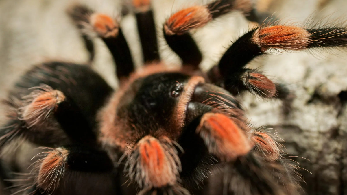 Brachypelma hamorii – ptasznik meksykański czerwonokolanowy, zdjęcie 2