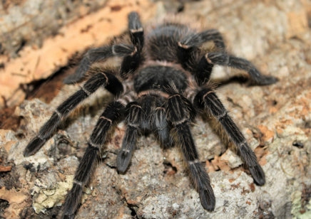 Lasiodora parahybana – ptasznik olbrzymi łososiowy, zdjęcie 3