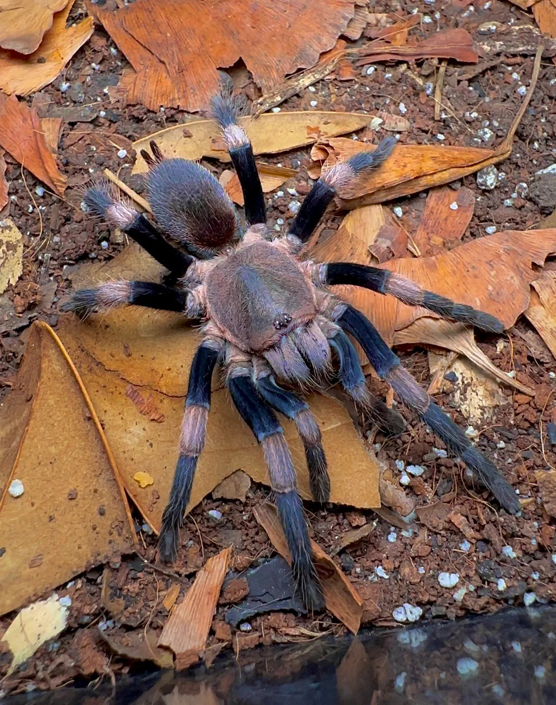 Haplocosmia himalayana – ptasznik himalajski, zdjęcie 2