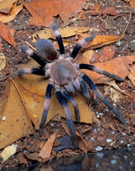 Haplocosmia himalayana – ptasznik himalajski, zdjęcie 2