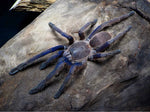 Chilobrachys sp. Vietnam Blue – ptasznik wietnamski niebieski, zdjęcie 3