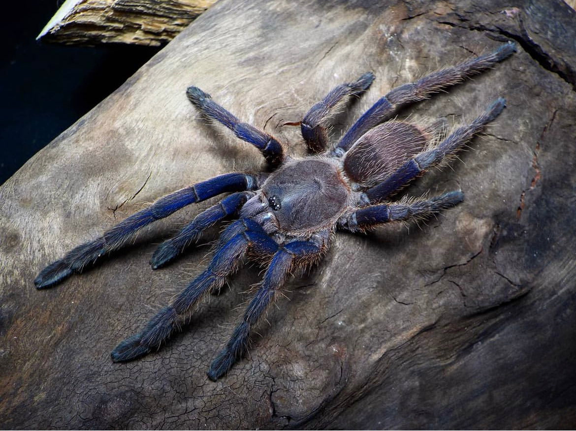 Chilobrachys sp. Vietnam Blue – ptasznik wietnamski niebieski, zdjęcie 3