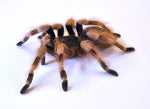 Nhandu coloratovillosus – ptasznik czerwono-czarny, zdjęcie 4