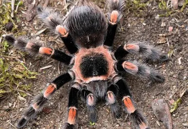 Brachypelma hamorii – ptasznik meksykański czerwonokolanowy, zdjęcie 4