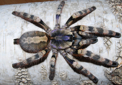 Poecilotheria formosa – ptasznik madraski, zdjęcie 1