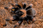 Brachypelma emilia – ptasznik meksykański pomarańczowo-czerwony, zdjęcie 3