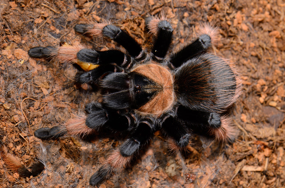 Brachypelma emilia – ptasznik meksykański pomarańczowo-czerwony, zdjęcie 3