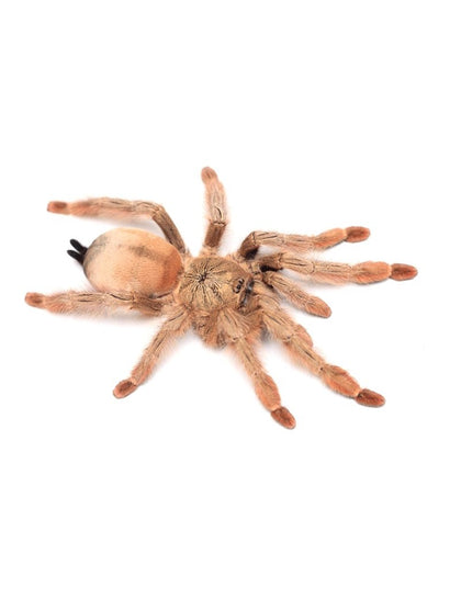 Psalmopoeus pulcher – ptasznik panamski piękny, zdjęcie 1
