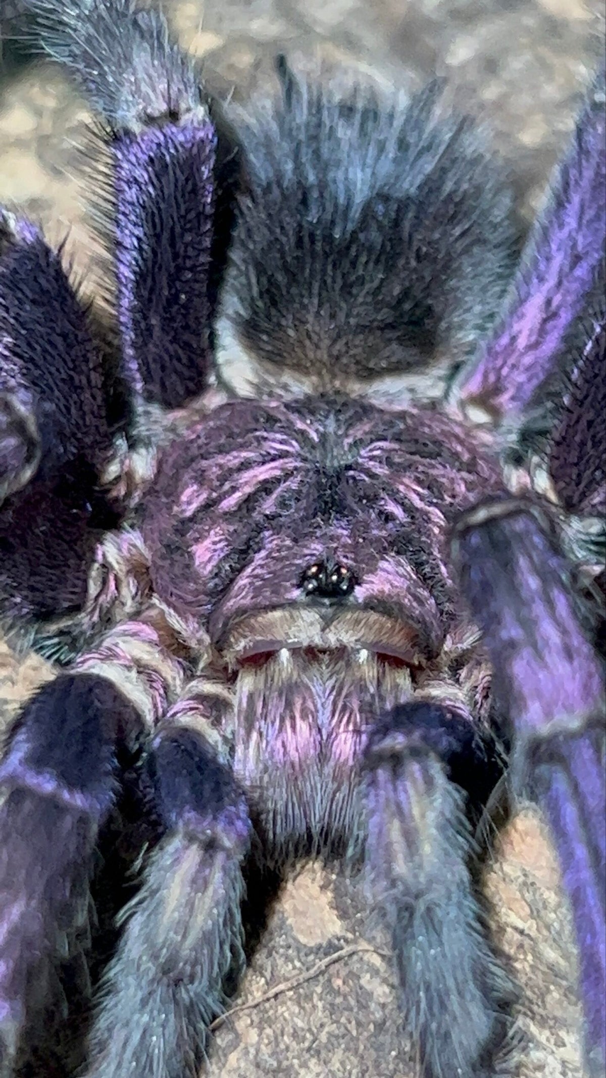 Phormictopus sp. Dominican Purple – ptasznik dominikański purpurowy, zdjęcie 2