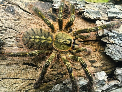 Poecilotheria rufilata – ptasznik czerwononogi indyjski, zdjęcie 1