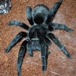 Grammostola pulchra – ptasznik brazylijski czarny, zdjęcie 1