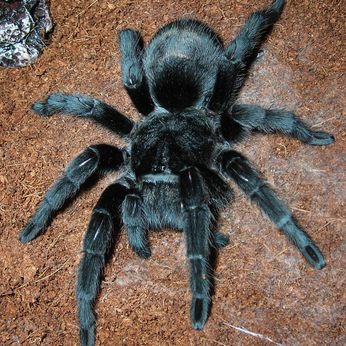 Grammostola pulchra – ptasznik brazylijski czarny, zdjęcie 1