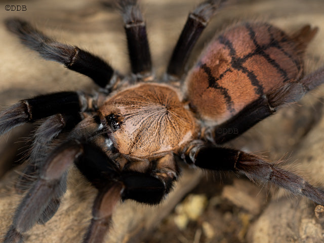 Chilobrachys fimbriatus – ptasznik indyjski pasiasty, zdjęcie 2