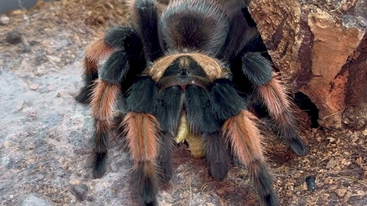 Brachypelma emilia – ptasznik meksykański pomarańczowo-czerwony, zdjęcie 2