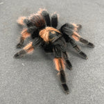 Brachypelma emilia – ptasznik meksykański pomarańczowo-czerwony, zdjęcie 1