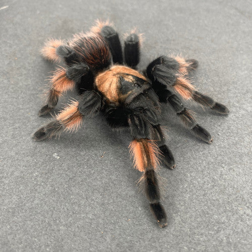 Brachypelma emilia – ptasznik meksykański pomarańczowo-czerwony, zdjęcie 1